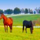 Northern KY Chiropractic Practice for Sale Close to Cincinnati