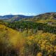 Chiropractic Practice for Sale in Denver, CO Area