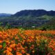 Thousand Oaks CA Chiropractic Practice for Sale