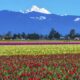 Thriving Skagit Valley, WA Seeks Associate Chiropractor